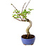 Acer palmatum Shishigashira, 15 cm, ± 10 years old, with a nebari of 2,5 cm