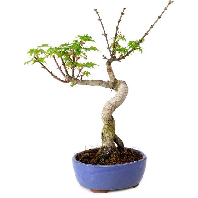 Acer palmatum Shishigashira, 15 cm, ± 10 years old, with a nebari of 2,5 cm