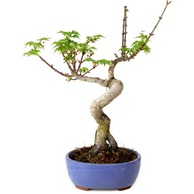 Acer palmatum Shishigashira, 15 cm, ± 10 years old, with a nebari of 2,5 cm