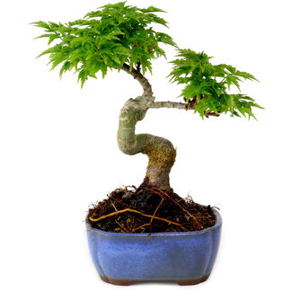Acer palmatum Shishigashira, 15 cm, ± 10 Jahre alt