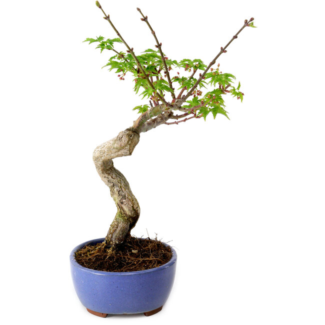 Acer palmatum Shishigashira, 15 cm, ± 10 years old, with a nebari of 2,5 cm