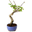 Acer palmatum Shishigashira, 15 cm, ± 10 Jahre alt, mit einem Wurzelhals von 2,5 cm