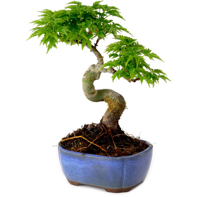 Acer palmatum Shishigashira, 15 cm, ± 10 ans, avec un nebari de 2,5 cm
