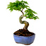 Acer palmatum Shishigashira, 15 cm, ± 10 jaar oud, met een nebari van 2,5 cm