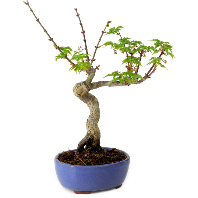 Acer palmatum Shishigashira, 15 cm, ± 10 jaar oud, met een nebari van 2,5 cm