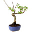 Acer palmatum Shishigashira, 15 cm, ± 10 Jahre alt, mit einem Wurzelhals von 2,5 cm