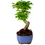 Acer palmatum Shishigashira, 15 cm, ± 10 years old, with a nebari of 2,5 cm