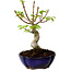 Acer palmatum Shishigashira, 15 cm, ± 10 Jahre alt, mit einem Wurzelhals von 2,5 cm