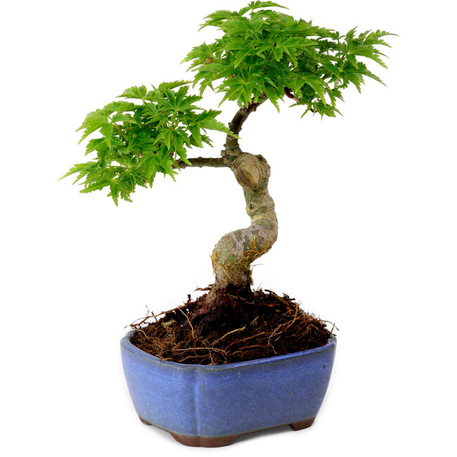 Acer palmatum Shishigashira, 15 cm, ± 10 Jahre alt, mit einem Wurzelhals von 2,5 cm
