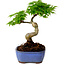 Acer palmatum Shishigashira, 15 cm, ± 10 Jahre alt, mit einem Wurzelhals von 2,5 cm