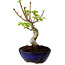 Acer palmatum Shishigashira, 15 cm, ± 10 Jahre alt, mit einem Wurzelhals von 2,5 cm
