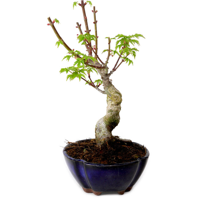 Acer palmatum Shishigashira, 15 cm, ± 10 anni, con nebari di 2,5 cm