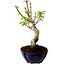 Acer palmatum Shishigashira, 15 cm, ± 10 anni, con nebari di 2,5 cm