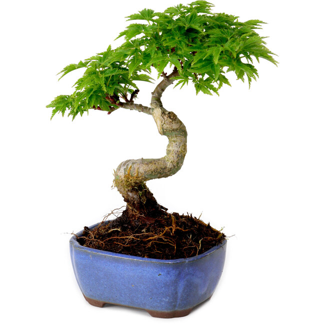 Acer palmatum Shishigashira, 15 cm, ± 10 ans, avec un nebari de 2,5 cm