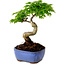 Acer palmatum Shishigashira, 15 cm, ± 10 años de edad, con un nebari de 2,5 cm