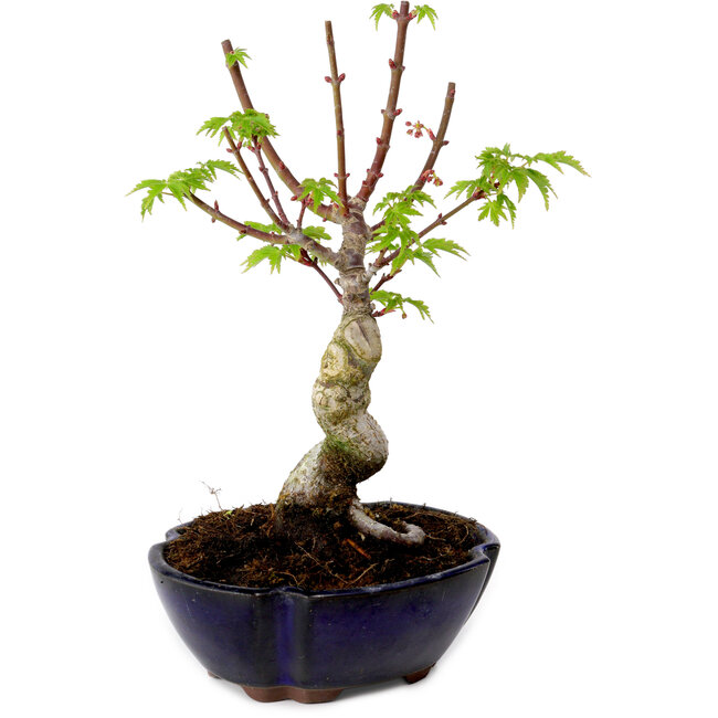 Acer palmatum Shishigashira, 15 cm, ± 10 jaar oud, met een nebari van 2,5 cm