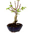 Acer palmatum Shishigashira, 15 cm, ± 10 years old, with a nebari of 2,5 cm