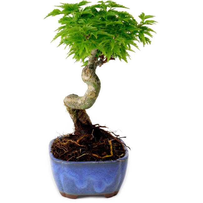 Acer palmatum Shishigashira, 15 cm, ± 10 jaar oud, met een nebari van 2,5 cm