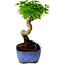 Acer palmatum Shishigashira, 15 cm, ± 10 Jahre alt, mit einem Wurzelhals von 2,5 cm