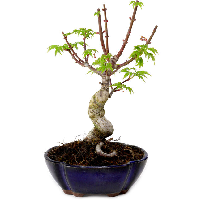 Acer palmatum Shishigashira, 15 cm, ± 10 anni, con nebari di 2,5 cm