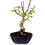 Acer palmatum Shishigashira, 15 cm, ± 10 Jahre alt, mit einem Wurzelhals von 2,5 cm