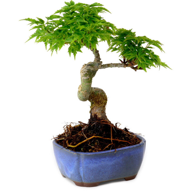 Acer palmatum Shishigashira, 15 cm, ± 10 years old, with a nebari of 2,5 cm