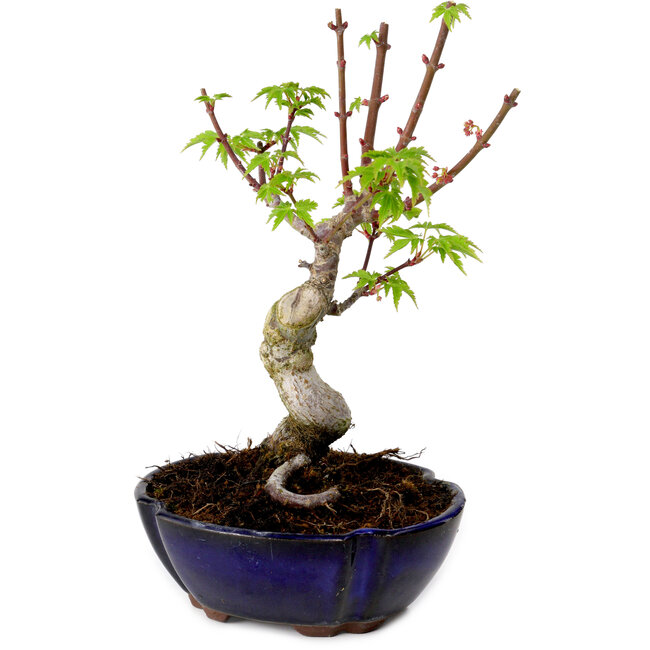 Acer palmatum Shishigashira, 15 cm, ± 10 years old, with a nebari of 2,5 cm