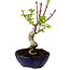 Acer palmatum Shishigashira, 15 cm, ± 10 anni, con nebari di 2,5 cm