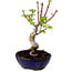 Acer palmatum Shishigashira, 15 cm, ± 10 años de edad, con un nebari de 2,5 cm