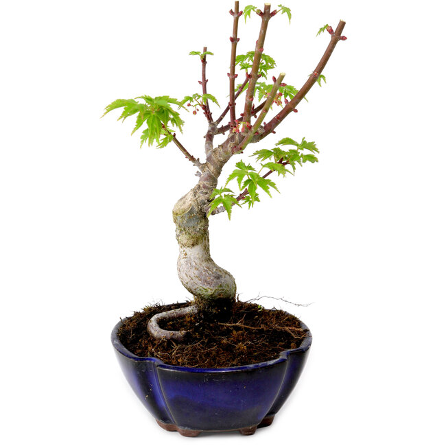 Acer palmatum Shishigashira, 15 cm, ± 10 anni, con nebari di 2,5 cm
