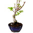 Acer palmatum Shishigashira, 15 cm, ± 10 años de edad, con un nebari de 2,5 cm