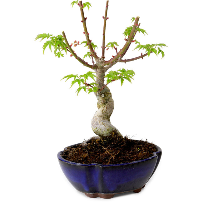 Acer palmatum Shishigashira, 15 cm, ± 10 years old, with a nebari of 2,5 cm