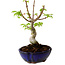 Acer palmatum Shishigashira, 15 cm, ± 10 Jahre alt, mit einem Wurzelhals von 2,5 cm