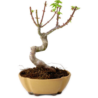 Acer palmatum Shishigashira, 15 cm, ± 10 years old