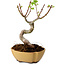 Acer palmatum Shishigashira, 15 cm, ± 10 ans, avec un nebari de 2,5 cm