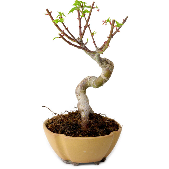 Acer palmatum Shishigashira, 15 cm, ± 10 años de edad, con un nebari de 2,5 cm.