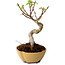 Acer palmatum Shishigashira, 15 cm, ± 10 anni, con nebari di 2,5 cm