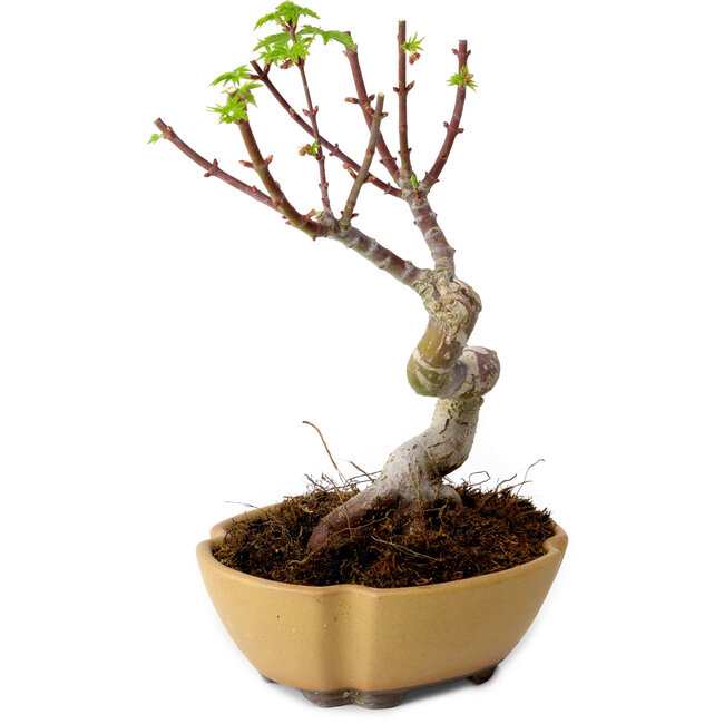 Acer palmatum Shishigashira, 15 cm, ± 10 jaar oud, met een nebari van 2,5 cm