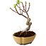 Acer palmatum Shishigashira, 15 cm, ± 10 anni, con nebari di 2,5 cm