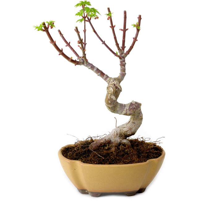 Acer palmatum Shishigashira, 15 cm, ± 10 Jahre alt, mit einem Wurzelhals von 2,5 cm