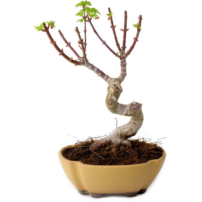 Acer palmatum Shishigashira, 15 cm, ± 10 years old, with a nebari of 2,5 cm