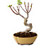 Acer palmatum Shishigashira, 15 cm, ± 10 anni, con nebari di 2,5 cm