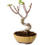 Acer palmatum Shishigashira, 15 cm, ± 10 years old, with a nebari of 2,5 cm