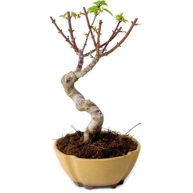 Acer palmatum Shishigashira, 15 cm, ± 10 años de edad, con un nebari de 2,5 cm.