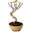 Acer palmatum Shishigashira, 15 cm, ± 10 years old, with a nebari of 2,5 cm