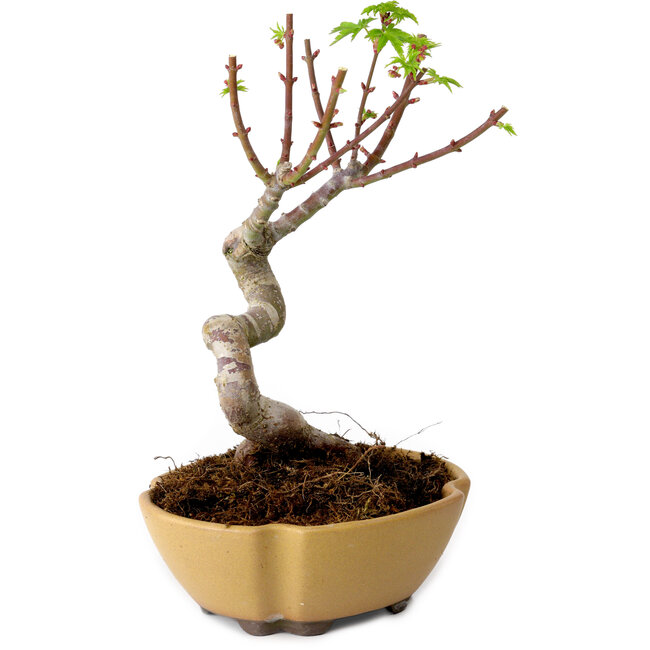 Acer palmatum Shishigashira, 15 cm, ± 10 años de edad, con un nebari de 2,5 cm.