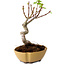 Acer palmatum Shishigashira, 15 cm, ± 10 ans, avec un nebari de 2,5 cm
