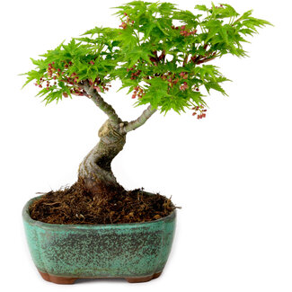 Acer palmatum Shishigashira, 15 cm, ± 10 jaar oud
