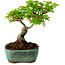 Acer palmatum Shishigashira, 15 cm, ± 10 jaar oud, met een nebari van 2,5 cm