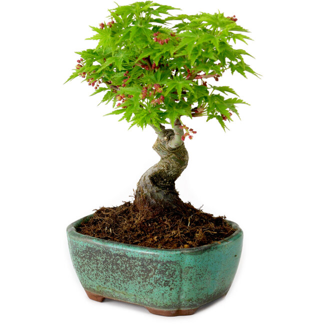 Acer palmatum Shishigashira, 15 cm, ± 10 años de edad, con un nebari de 2,5 cm.